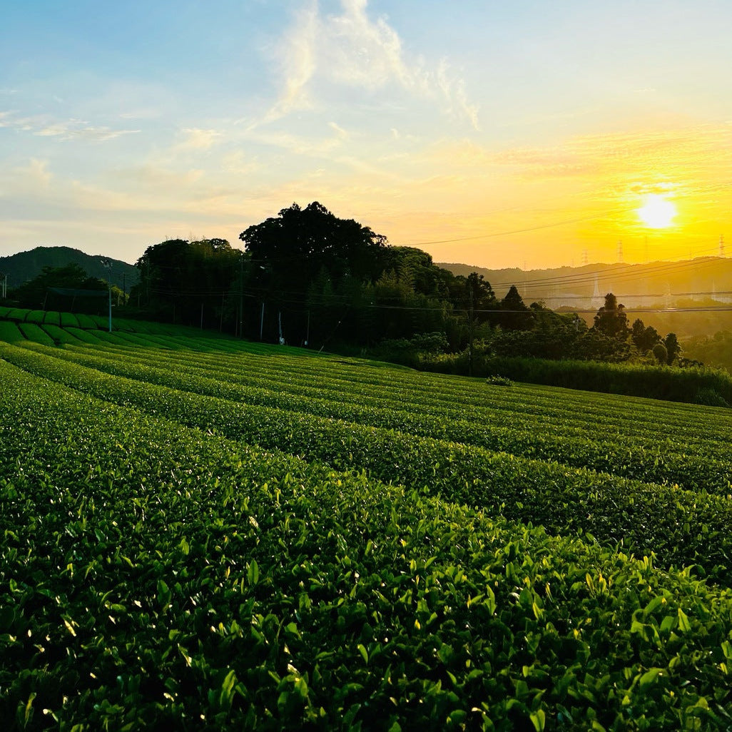 Chosen by experts: A chat with a Tea Master