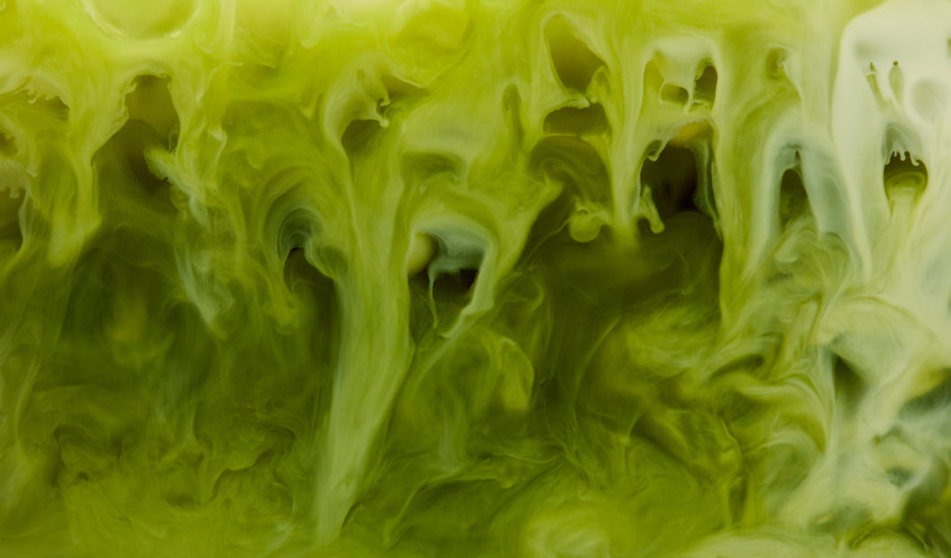 How to make an iced matcha latte T2 Tea