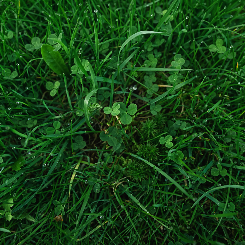 Sencha Tea Bag Cube 25 pack