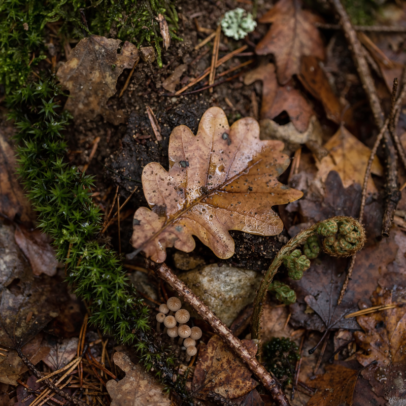 Pai Mu Tan Loose Leaf Cube 50g