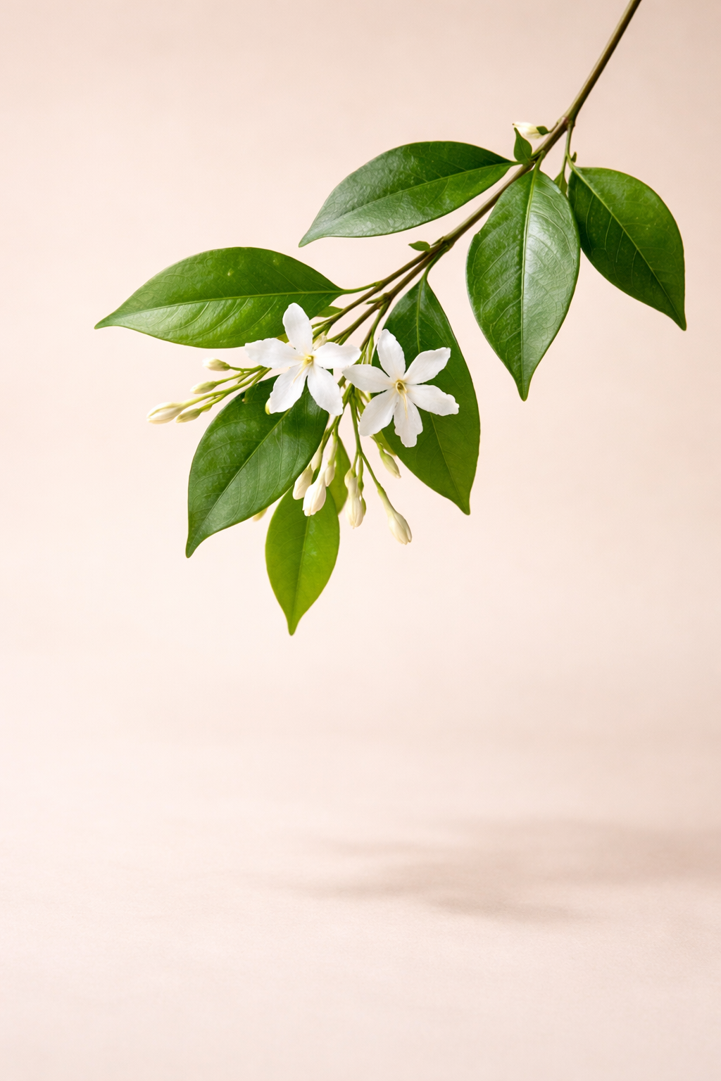 China Jasmine Loose Leaf Refill 250g