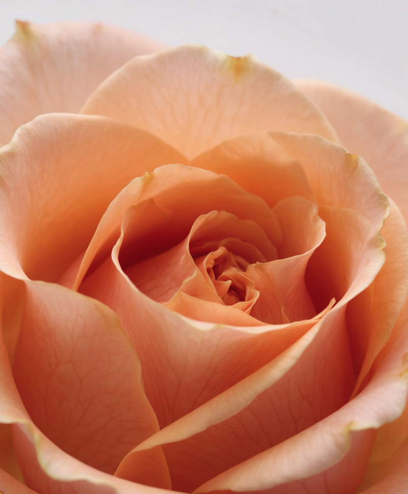 Just Rose Loose Leaf Cube 50g