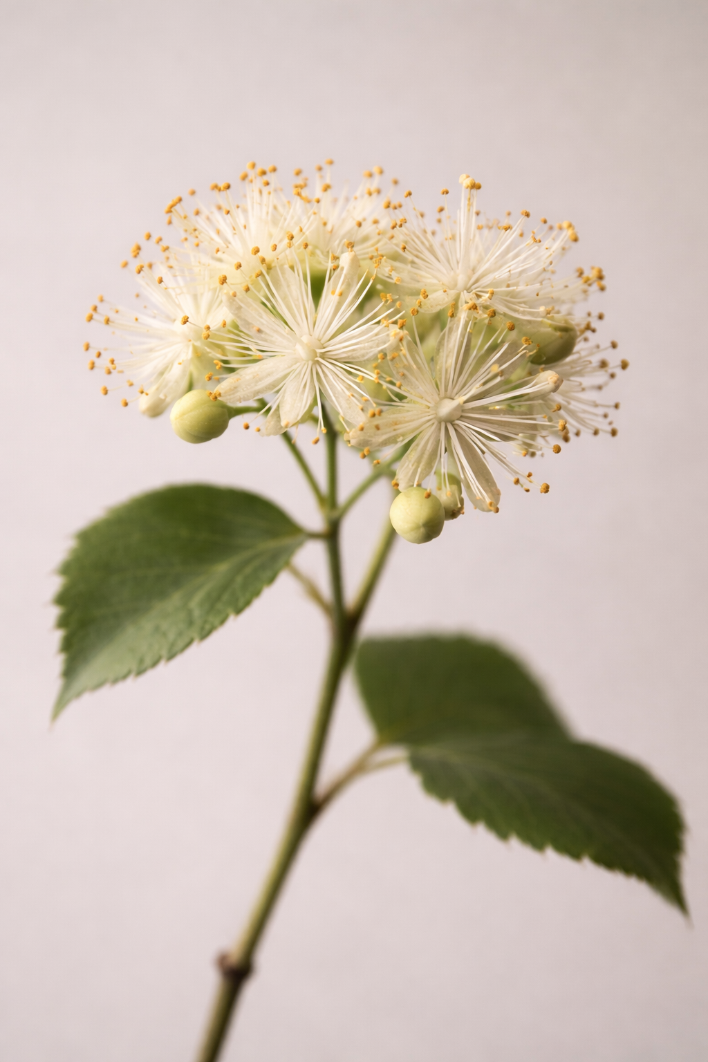 Sweetest Dreams Loose Leaf Cube 50g