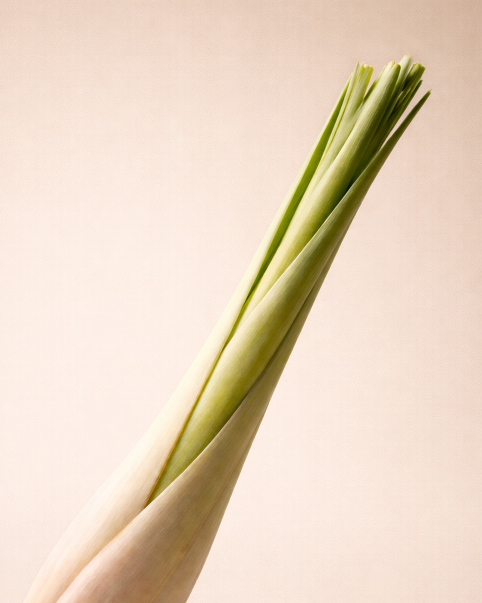 Lemongrass and Ginger Loose Leaf Refill 250g