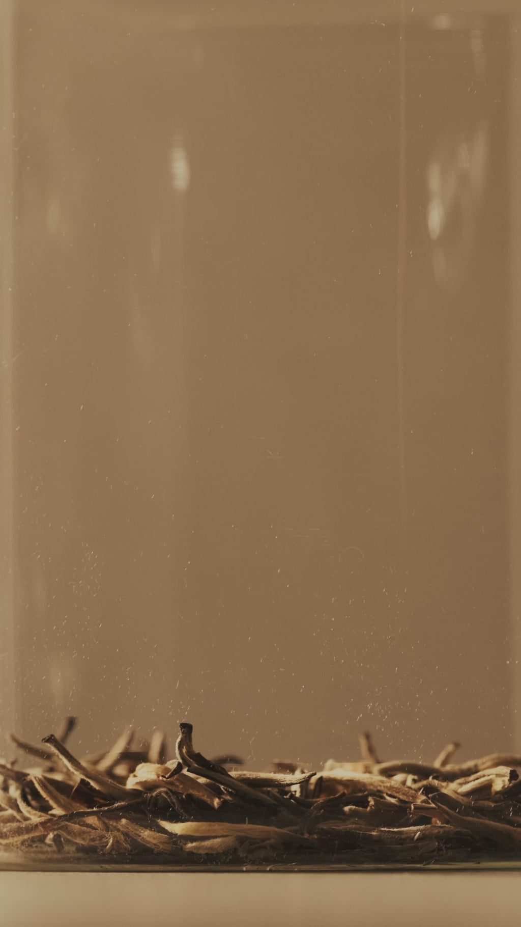 White Monkey Jasmine Loose Leaf Cube 50g